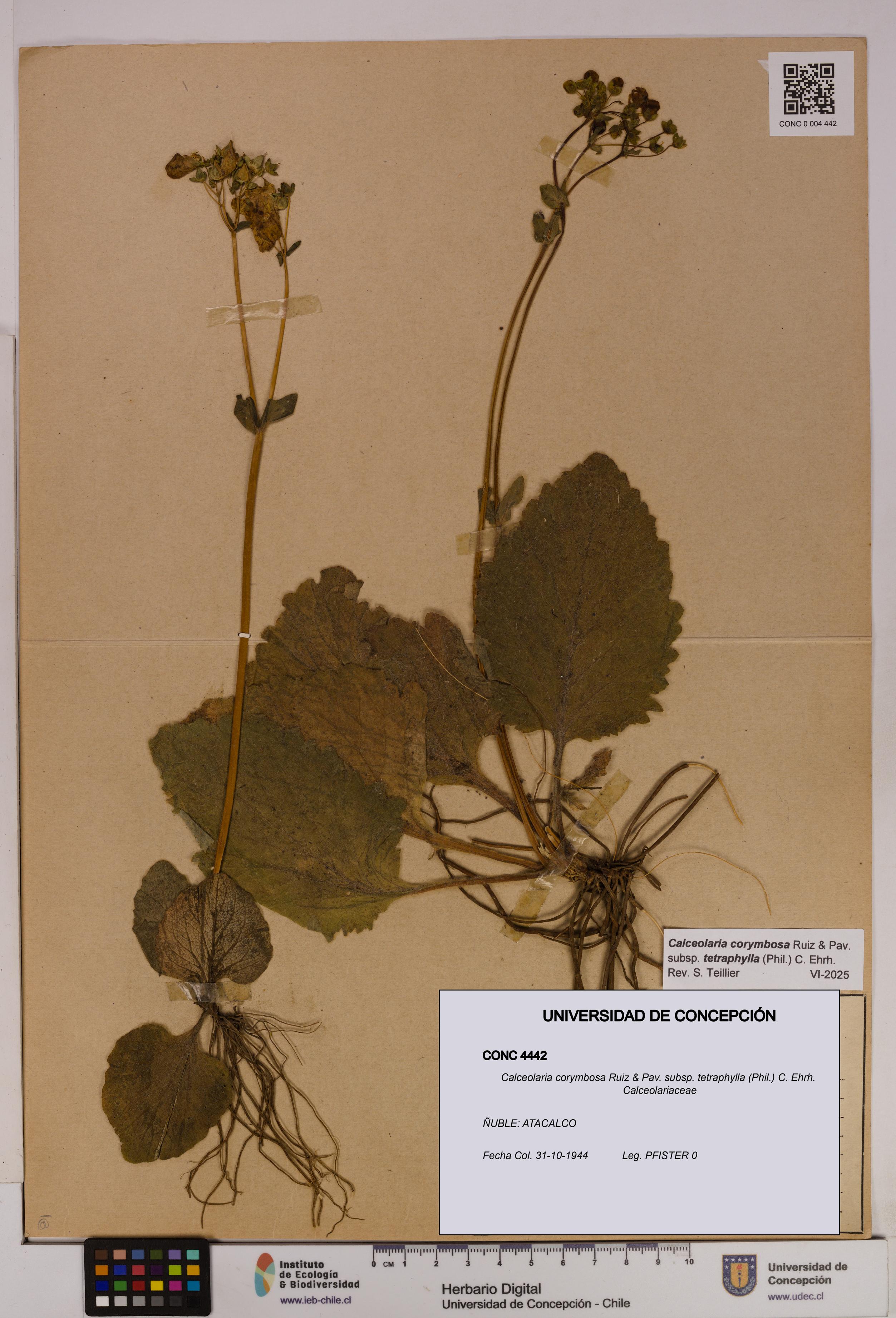 Calceolaria corymbosa [Espécimen: UDEC:CONC:0004442]