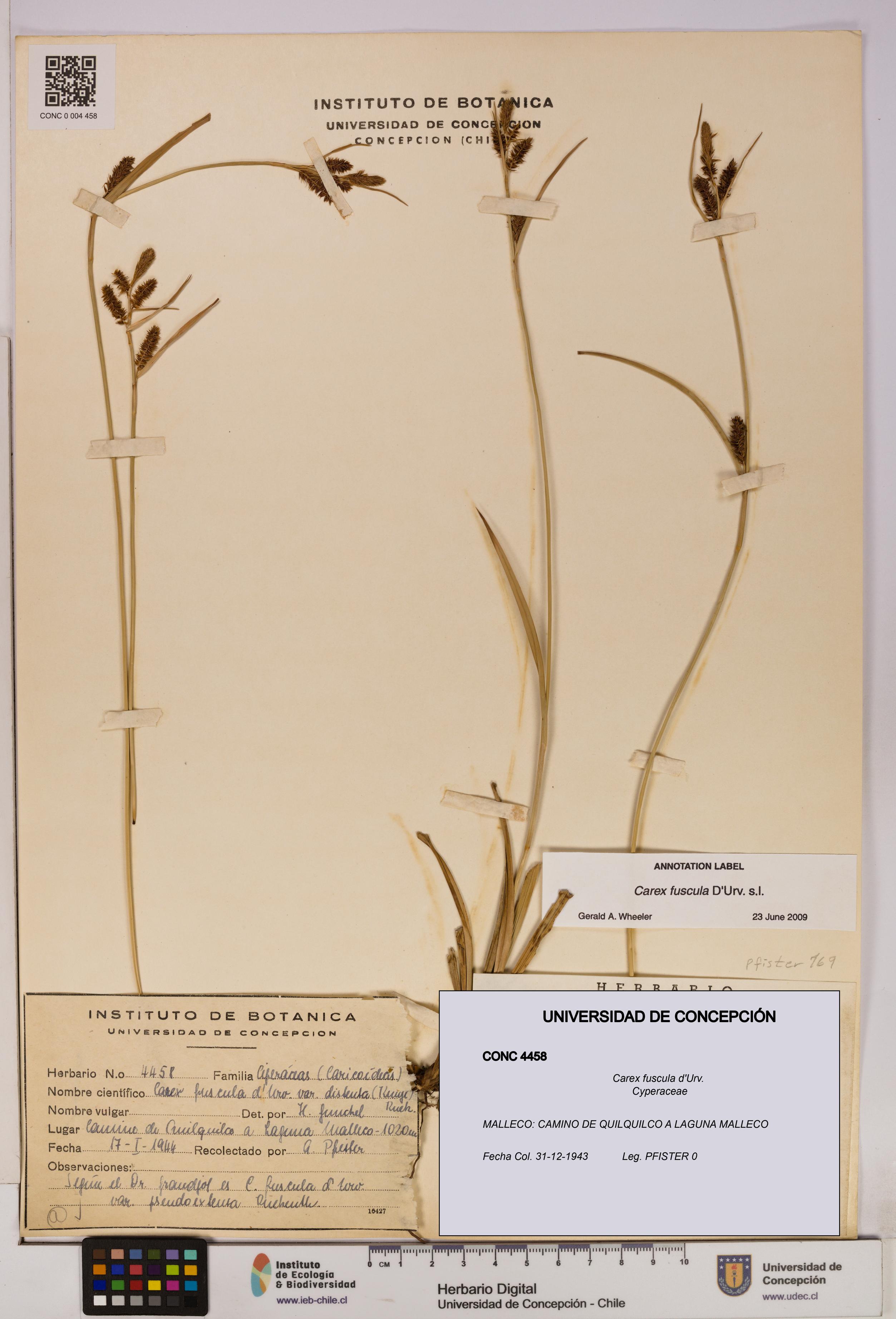 Carex fuscula [Espécimen: UDEC:CONC:0004458]