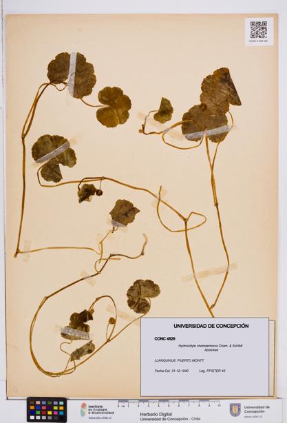 Hydrocotyle chamaemorus [Espécimen: ]