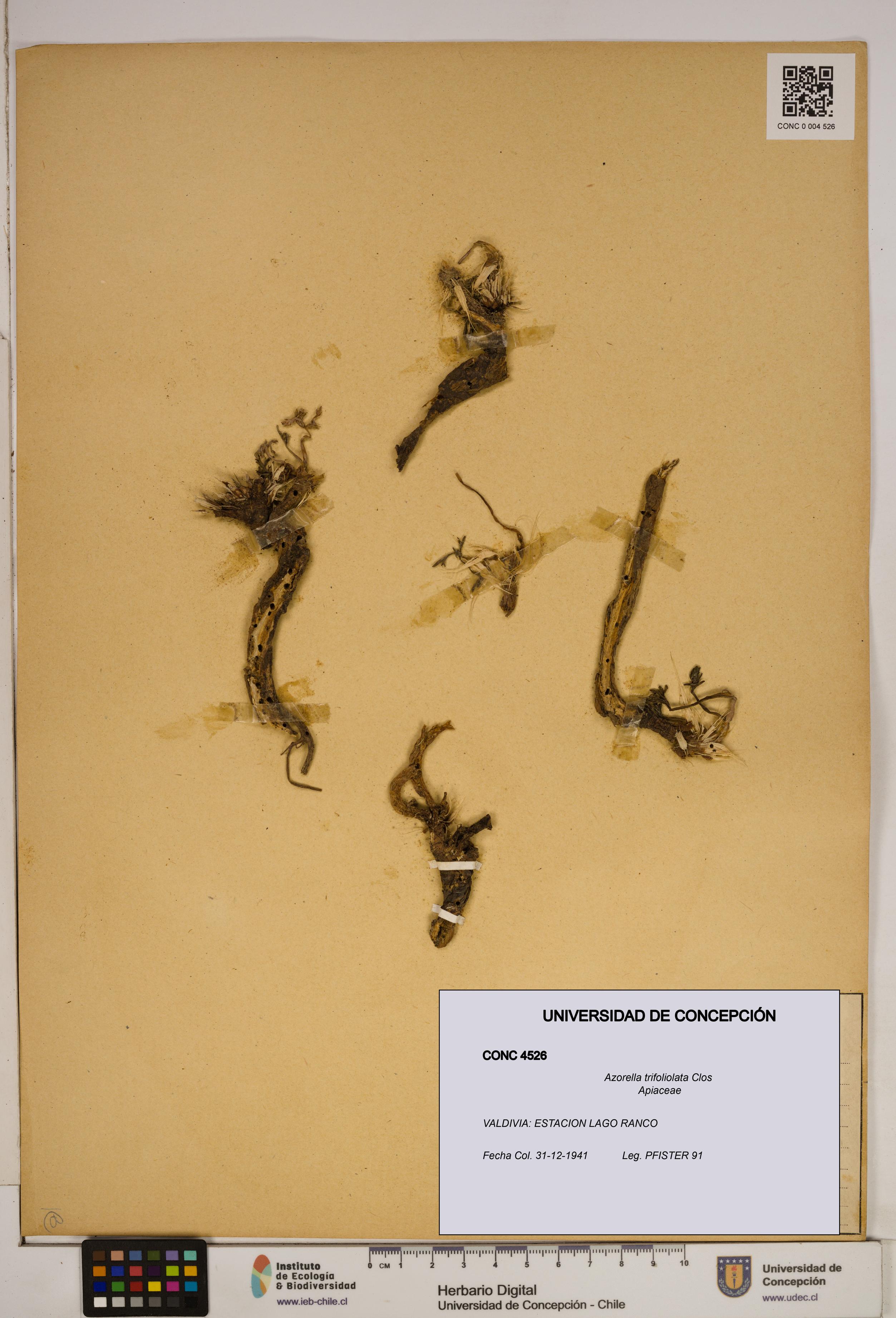 Azorella trifoliolata [Espécimen: ]