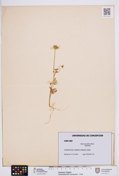 Daucus pusillus [Espécimen: ]