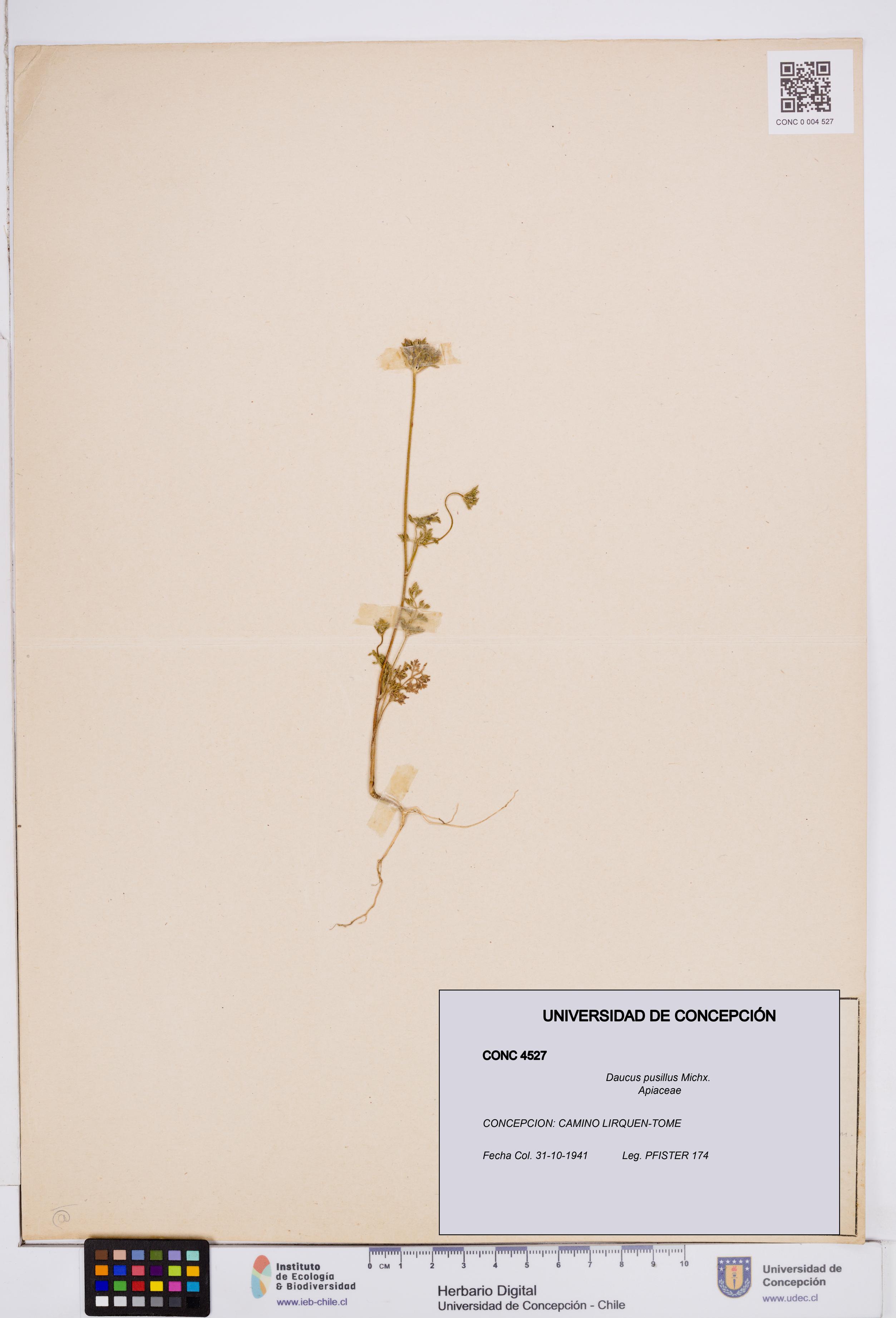 Daucus pusillus [Espécimen: ]