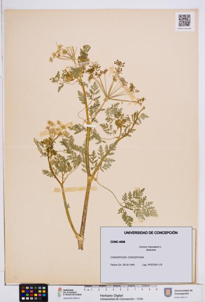 Conium maculatum [Espécimen: ]