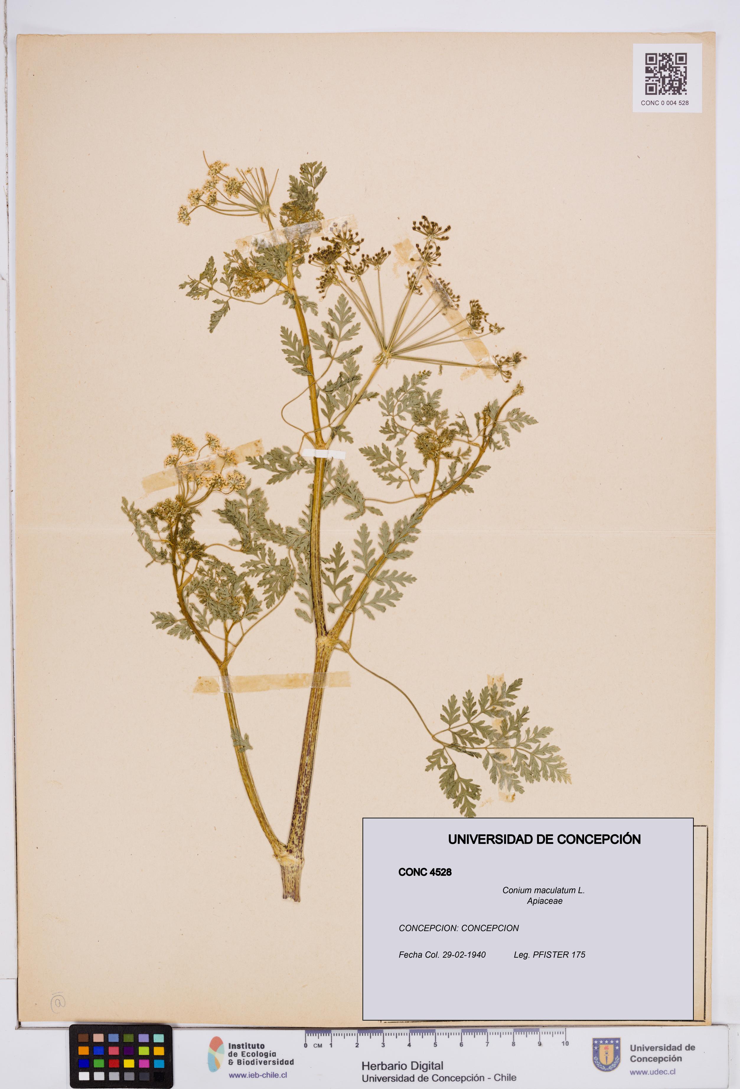 Conium maculatum [Espécimen: ]