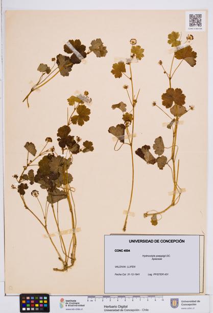 Hydrocotyle poeppigii [Espécimen: ]