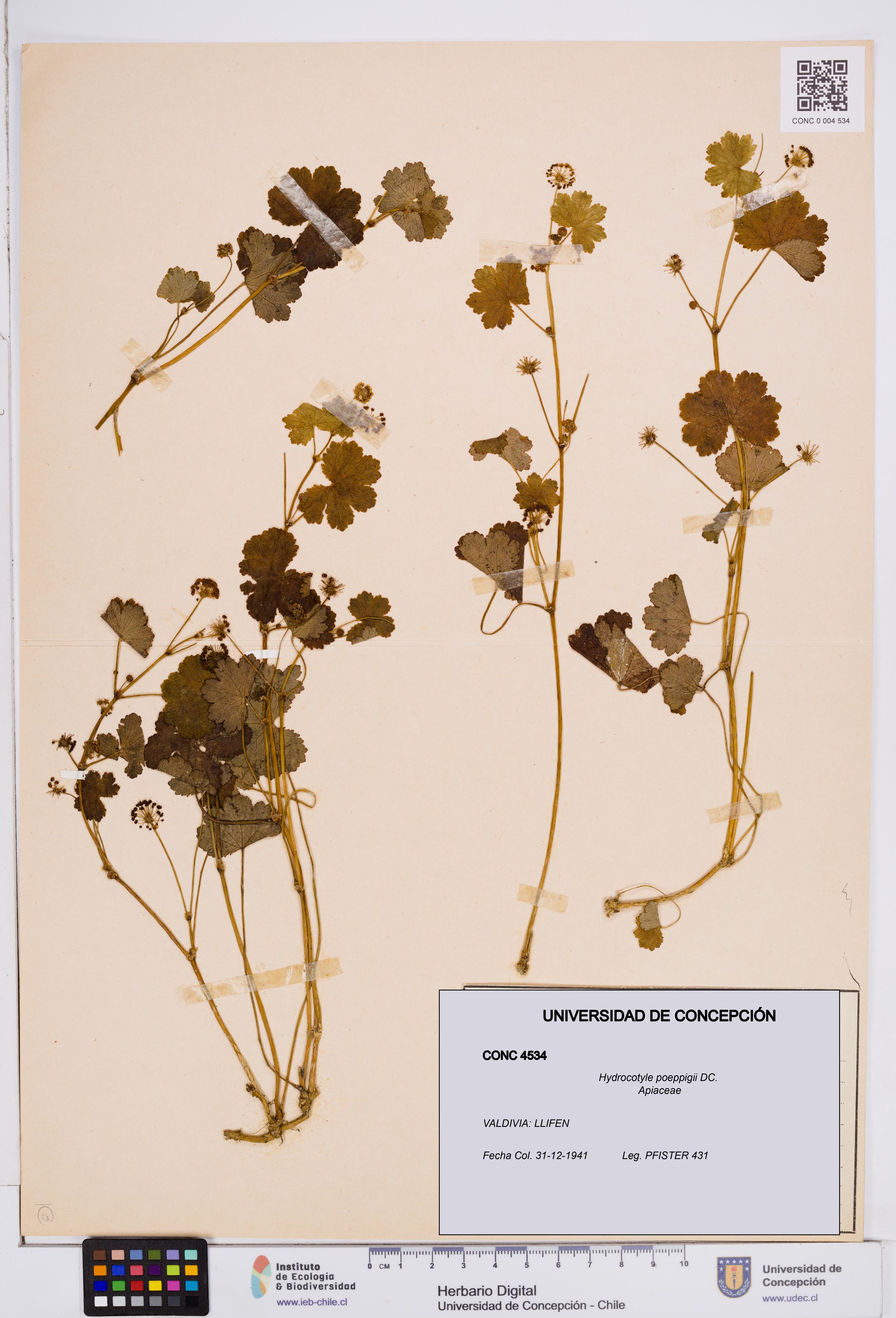 Hydrocotyle poeppigii [Espécimen: ]