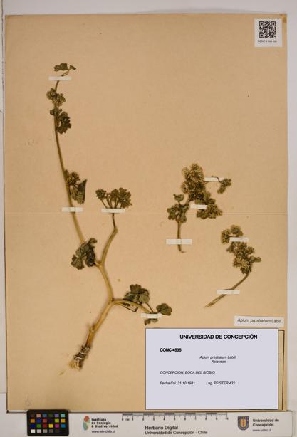 Apium prostratum [Espécimen: ]