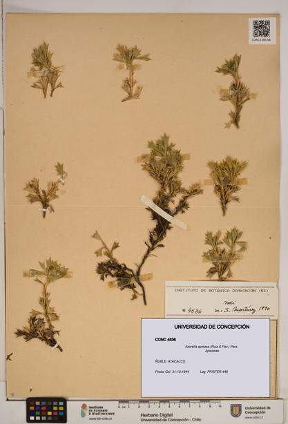 Azorella spinosa [Espécimen: ]