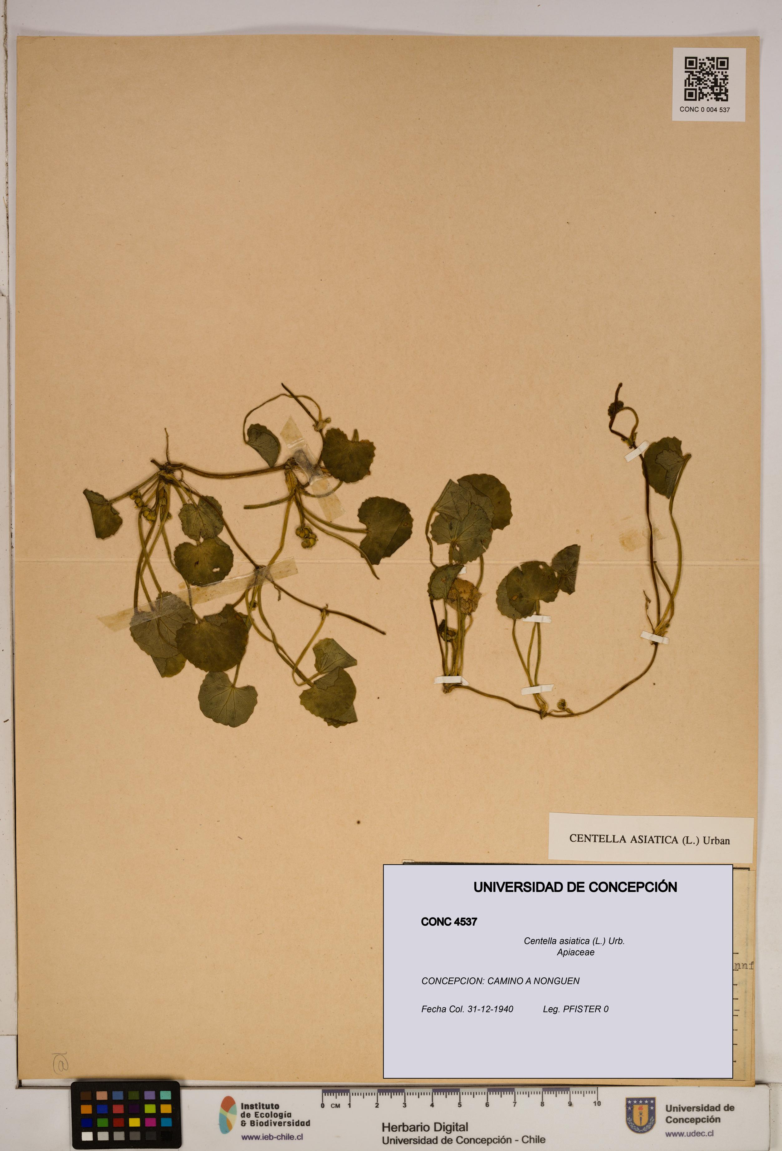 Centella asiatica [Espécimen: ]