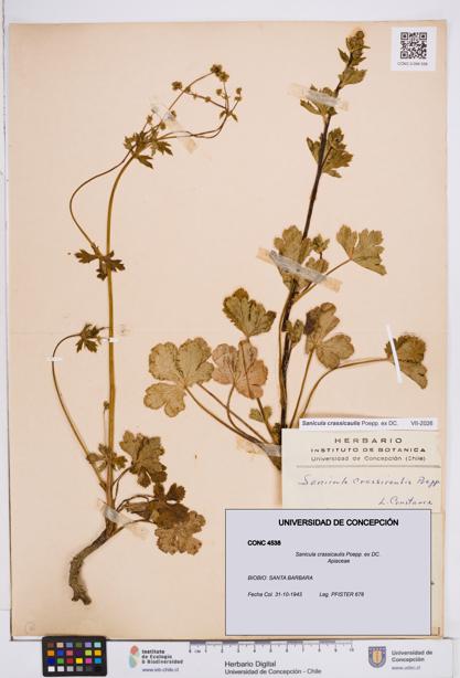 Sanicula crassicaulis [Espécimen: ]
