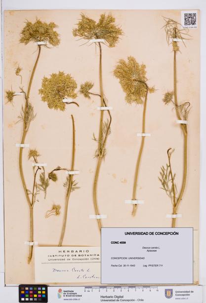Daucus carota [Espécimen: ]