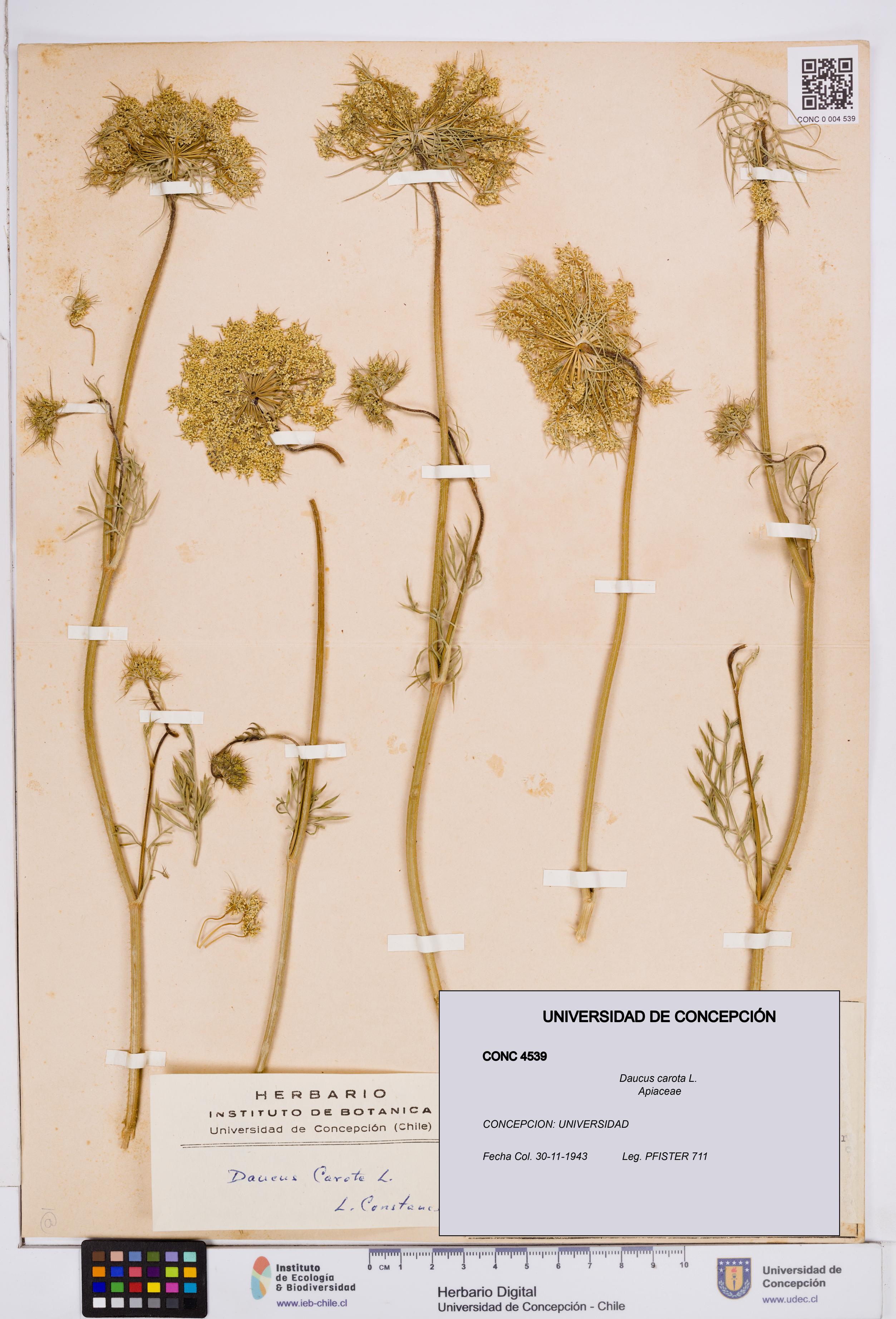 Daucus carota [Espécimen: ]