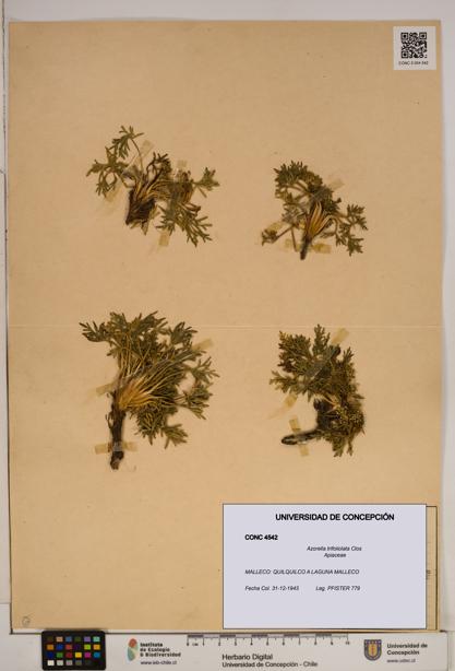 Azorella trifoliolata [Espécimen: ]