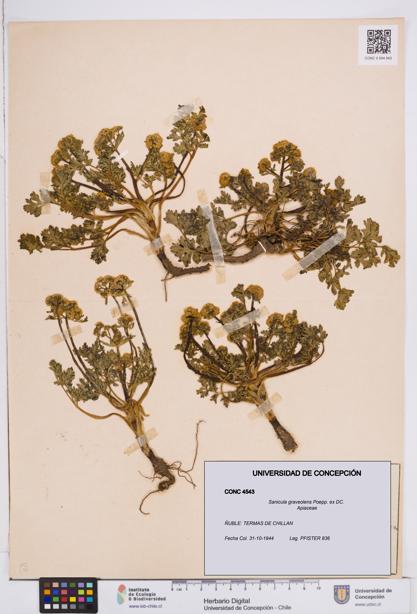Sanicula graveolens [Espécimen: ]