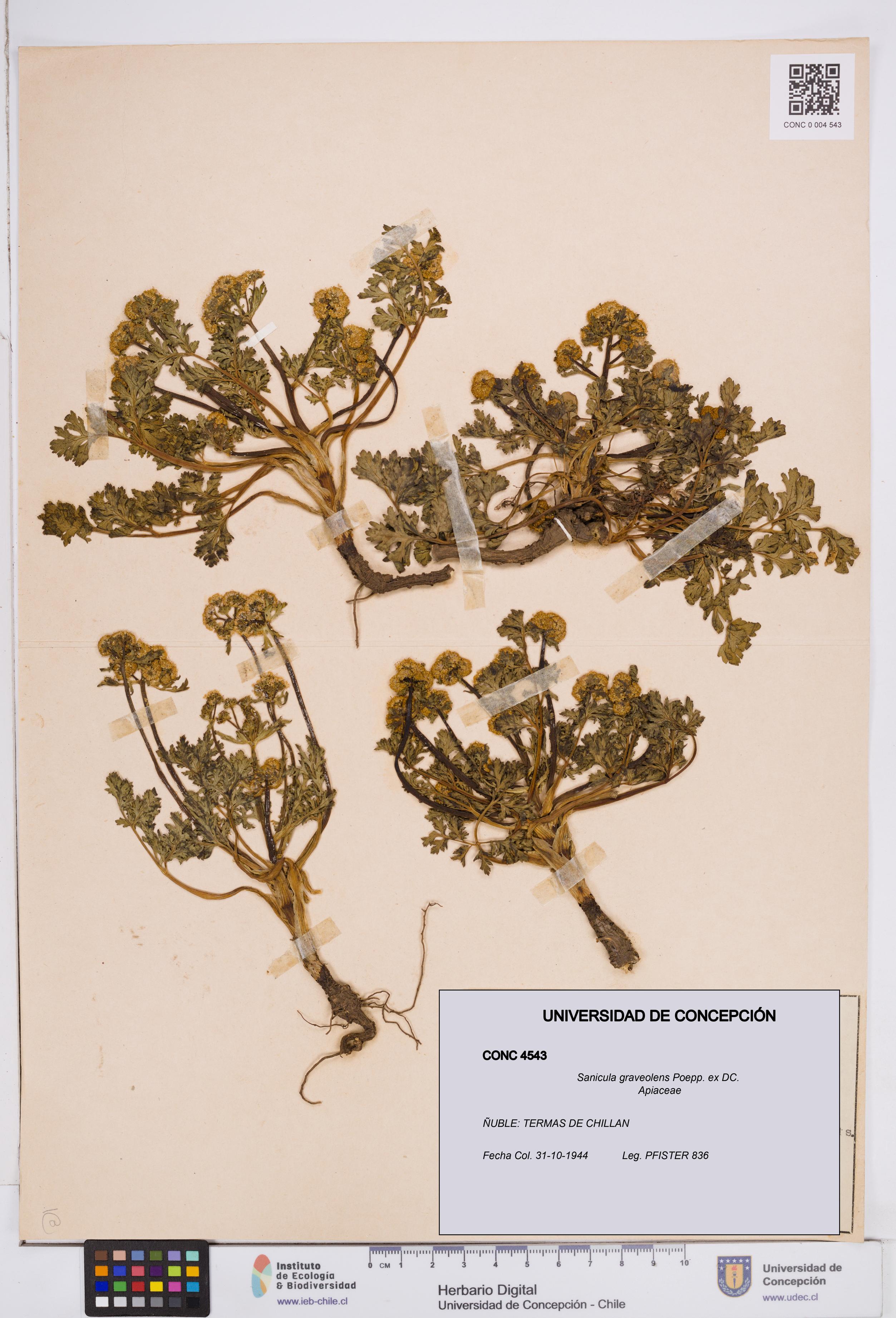 Sanicula graveolens [Espécimen: ]