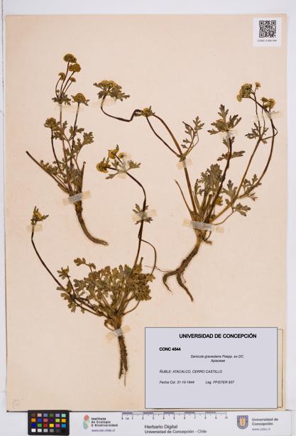 Sanicula graveolens [Espécimen: ]