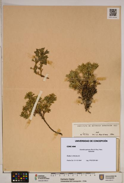 Azorella spinosa [Espécimen: ]