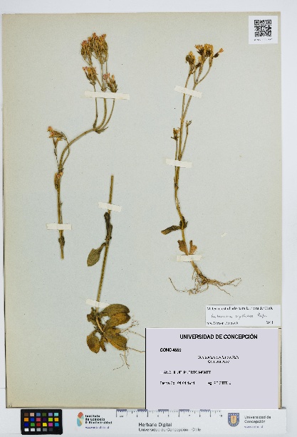 Centaurium erythraea [Espécimen: UDEC:CONC:0004550]