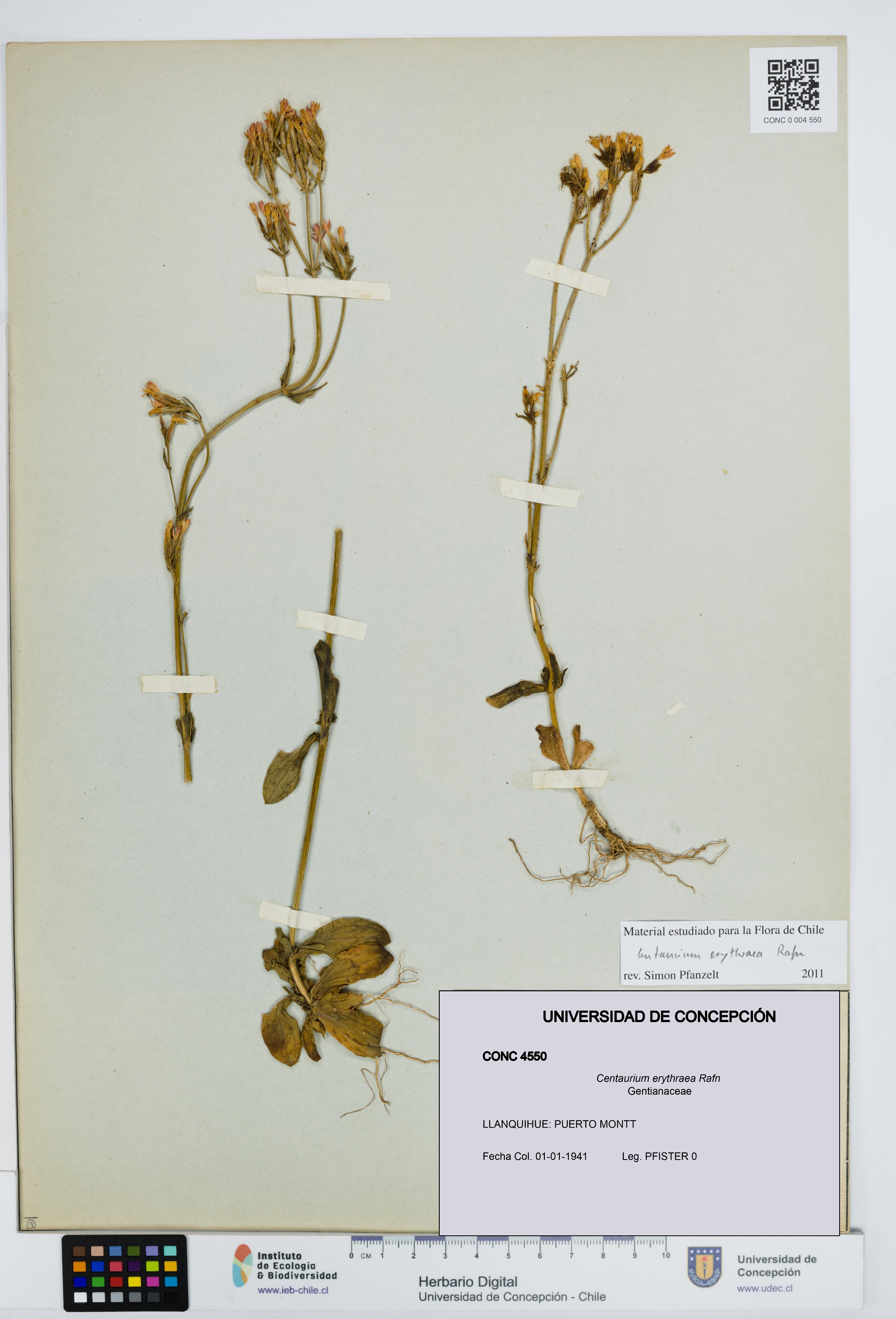 Centaurium erythraea [Espécimen: UDEC:CONC:0004550]