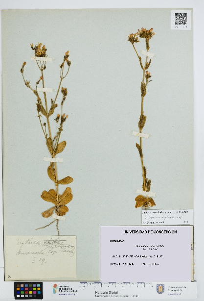 Centaurium erythraea [Espécimen: UDEC:CONC:0004551]