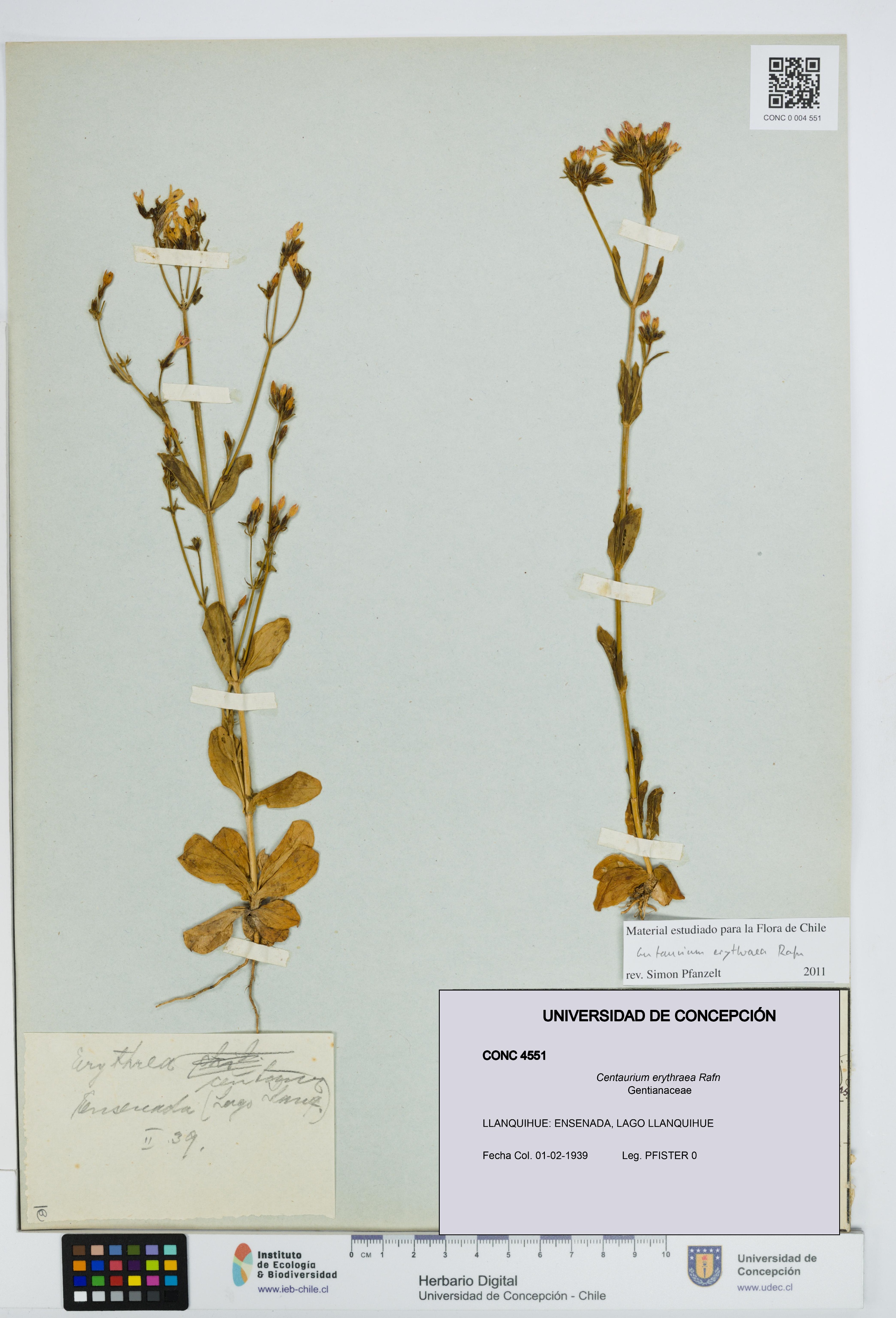 Centaurium erythraea [Espécimen: UDEC:CONC:0004551]