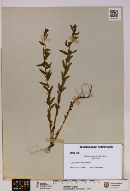 Epilobium puberulum [Espécimen: UDEC:CONC:0004552]