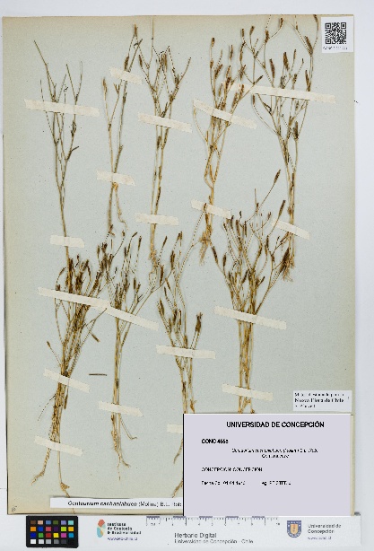 Centaurium cachanlahuen [Espécimen: UDEC:CONC:0004553]