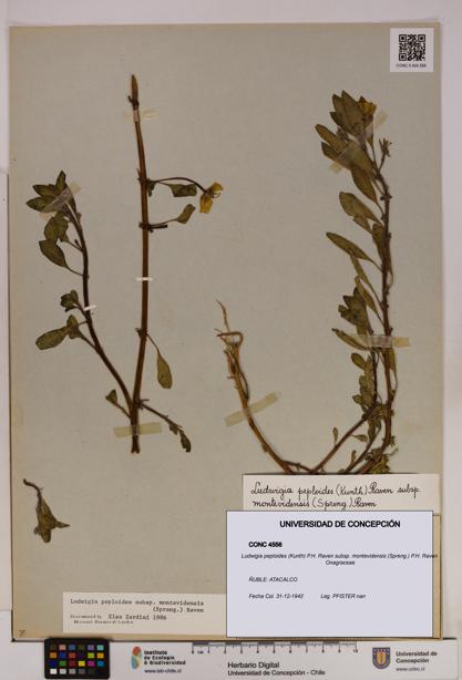 Ludwigia peploides [Espécimen: UDEC:CONC:0004556]