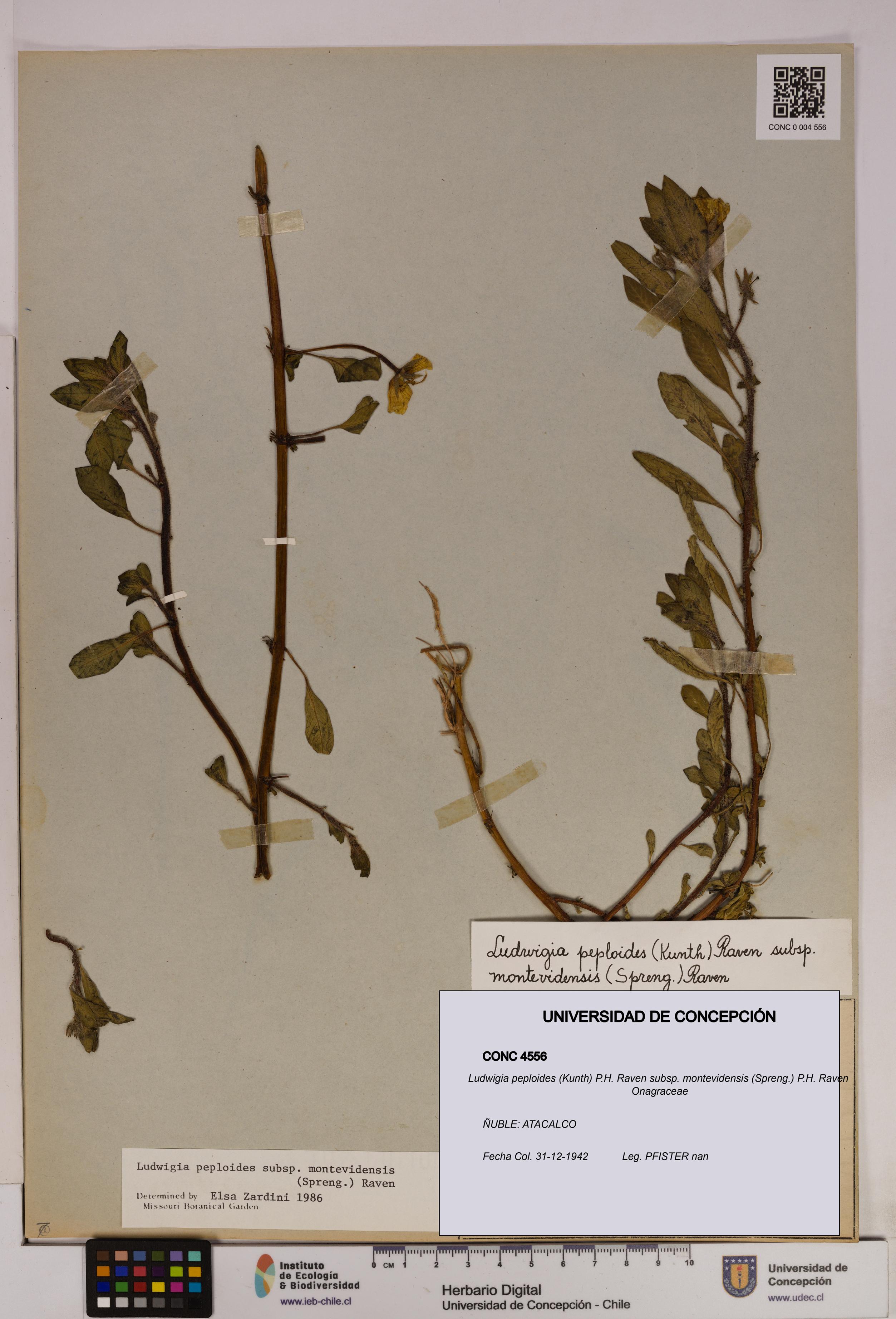 Ludwigia peploides [Espécimen: UDEC:CONC:0004556]