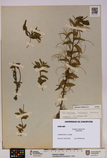 Epilobium ciliatum [Espécimen: UDEC:CONC:0004567]