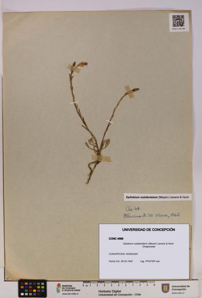 Epilobium subdentatum [Espécimen: UDEC:CONC:0004568]