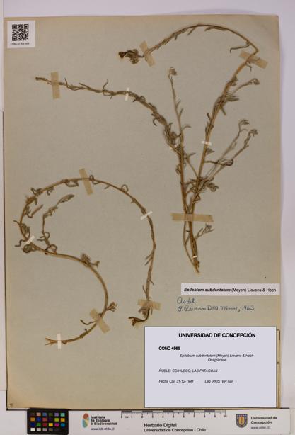 Epilobium subdentatum [Espécimen: UDEC:CONC:0004569]