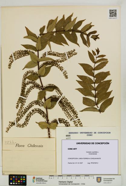 Coriaria ruscifolia [Espécimen: ]