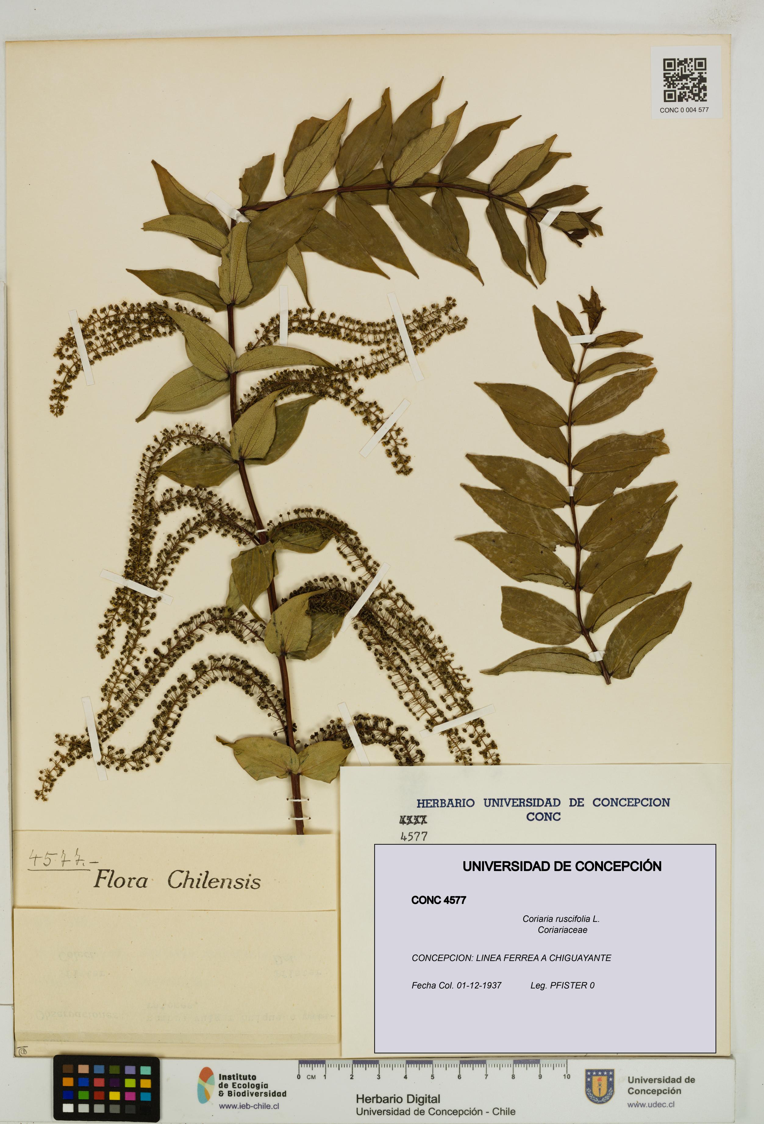 Coriaria ruscifolia [Espécimen: ]