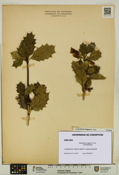 Desfontainia fulgens [Espécimen: UDEC:CONC:0004578]