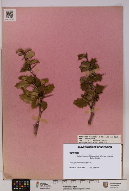 Berberis chilensis var. chilensis [Espécimen: UDEC:CONC:0004589]