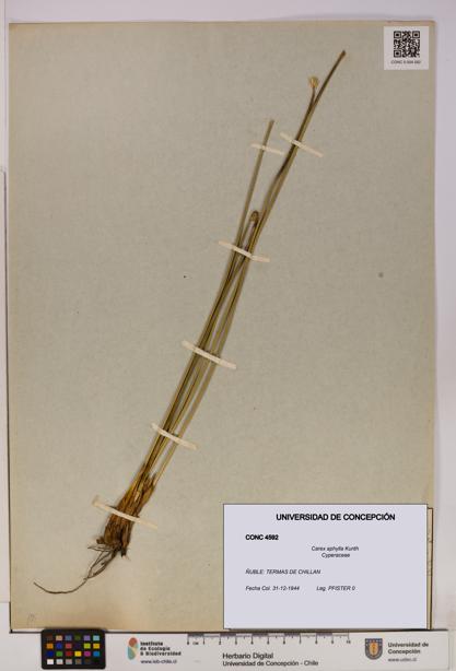 Carex aphylla [Espécimen: UDEC:CONC:0004592]