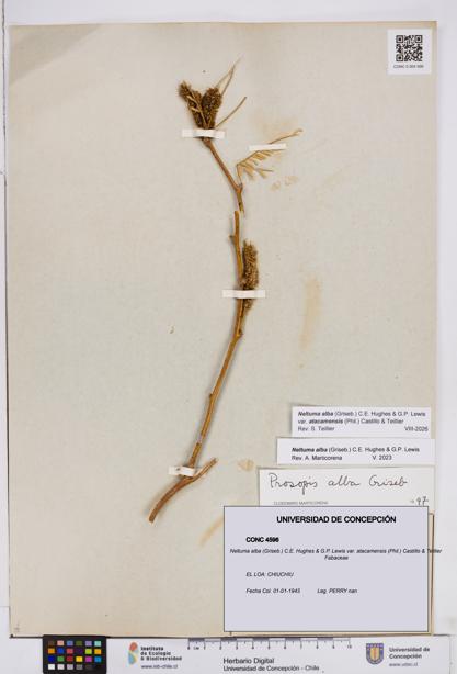Neltuma alba var. atacamensis [Espécimen: ]