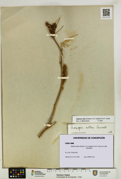 Neltuma alba var. alba [Espécimen: UDEC:CONC:0004596]