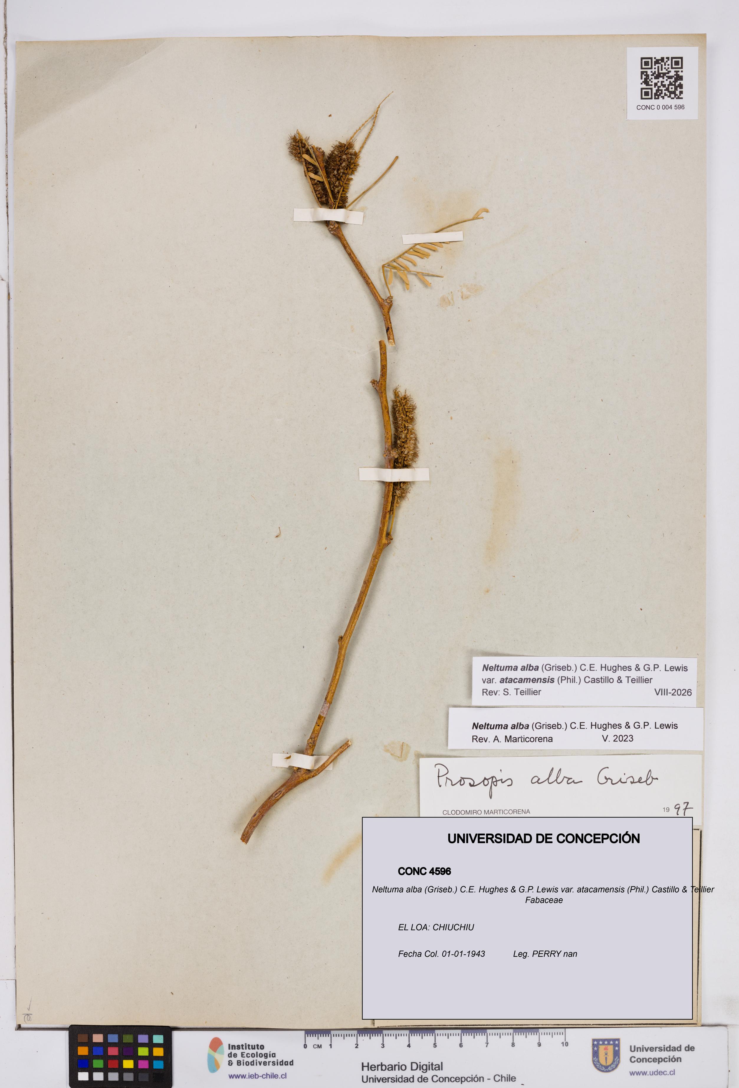 Neltuma alba var. atacamensis [Espécimen: ]