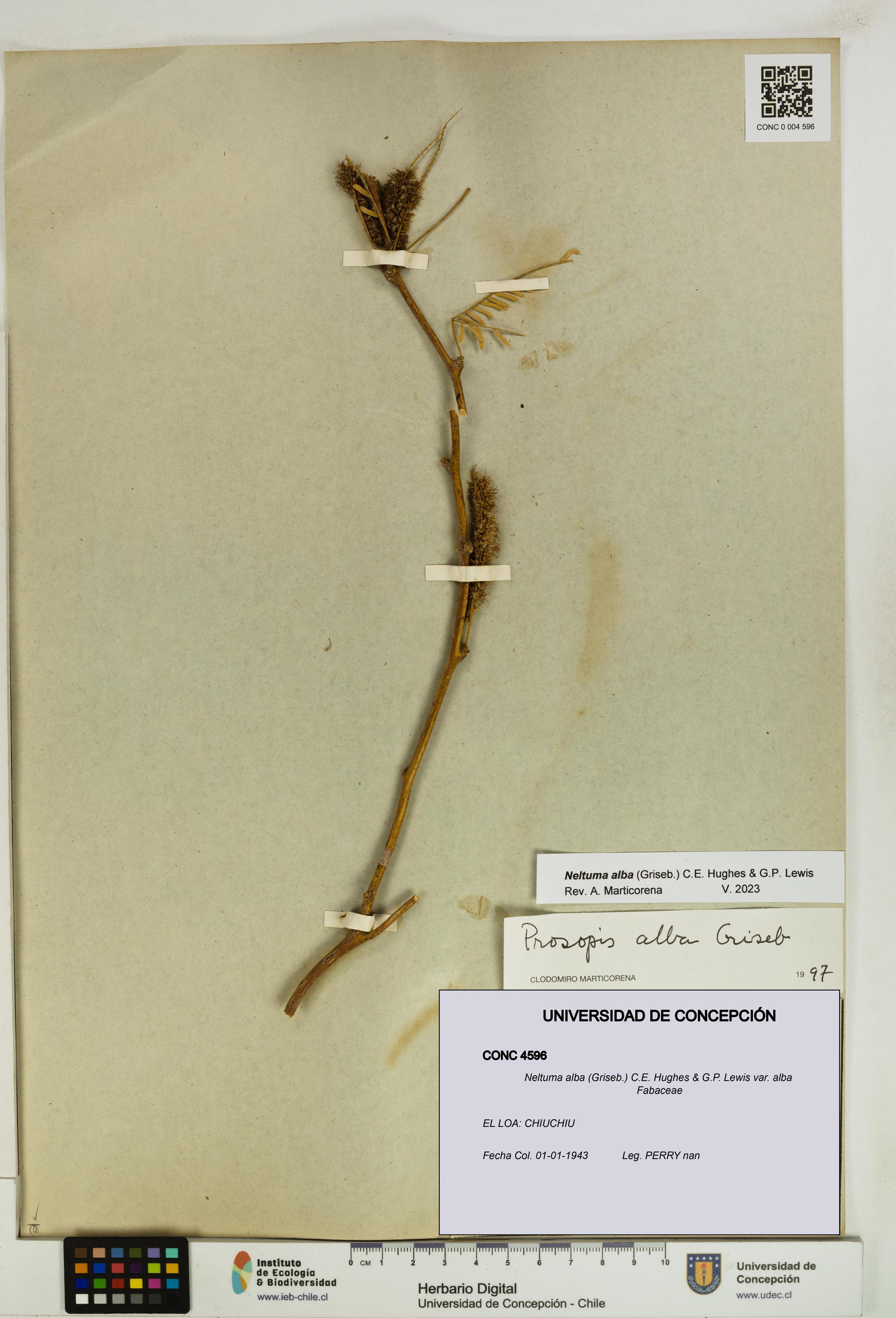 Neltuma alba var. alba [Espécimen: UDEC:CONC:0004596]