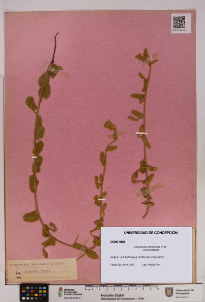 Convolvulus hermanniae [Espécimen: UDEC:CONC:0004602]