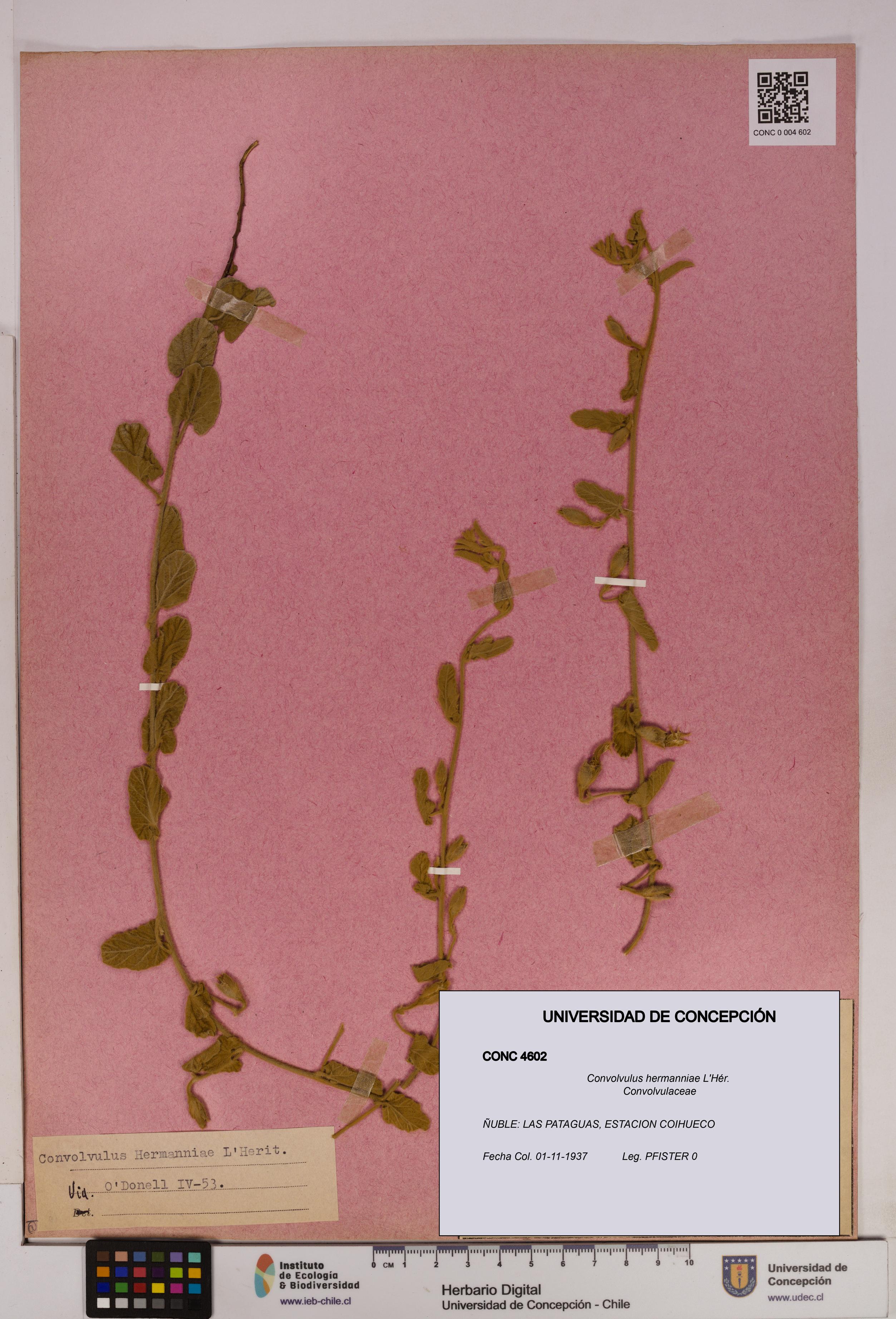 Convolvulus hermanniae [Espécimen: UDEC:CONC:0004602]