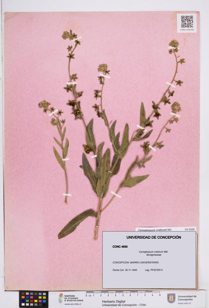 Cynoglossum creticum [Espécimen: ]