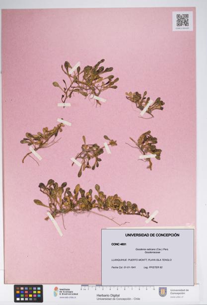 Goodenia radicans [Espécimen: UDEC:CONC:0004631]