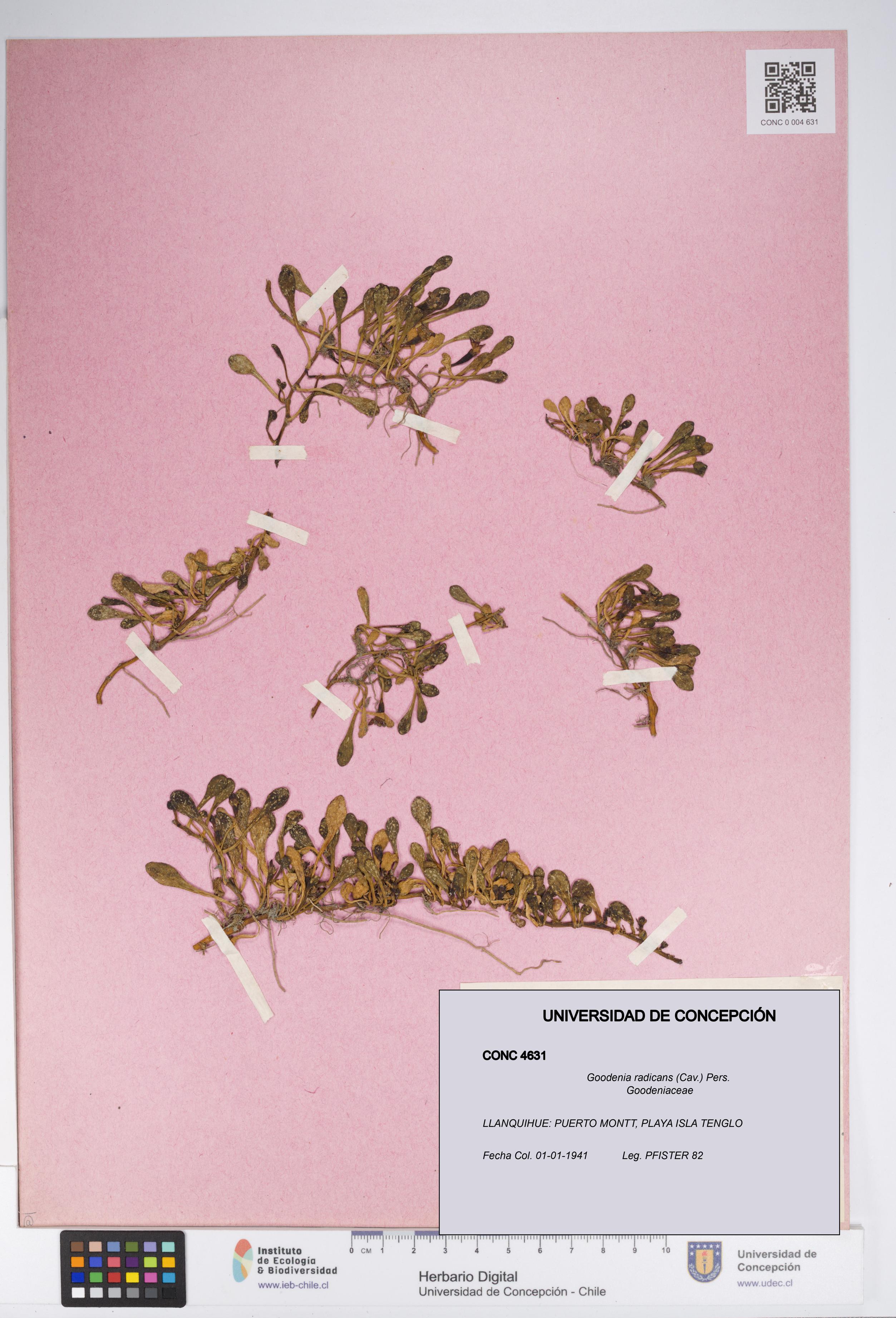 Goodenia radicans [Espécimen: UDEC:CONC:0004631]