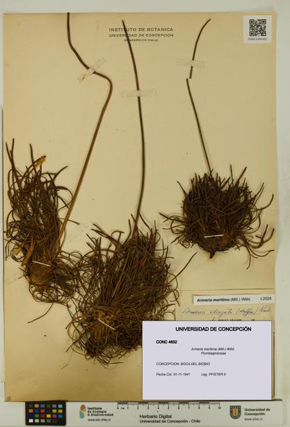 Armeria maritima [Espécimen: UDEC:CONC:0004632]
