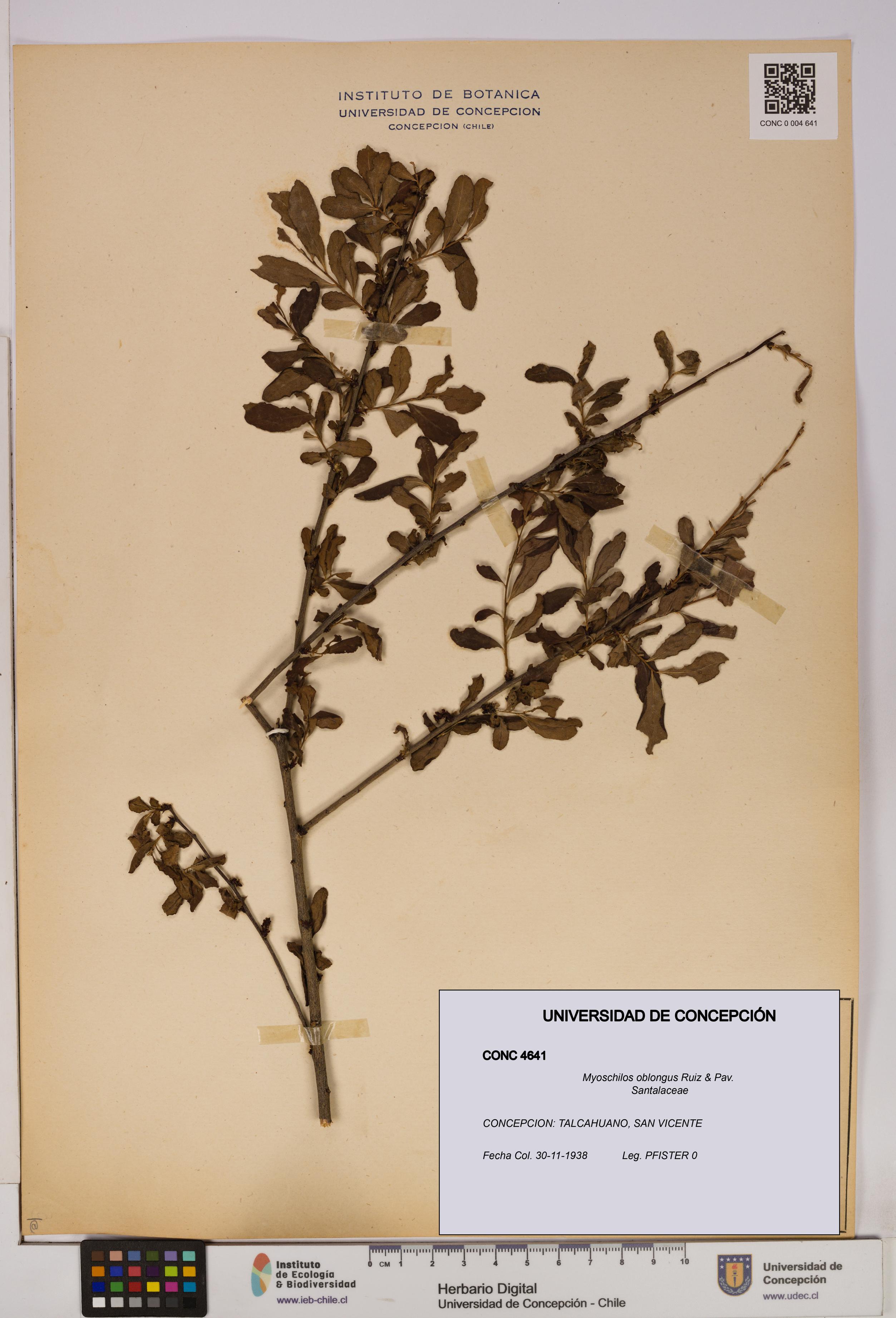 Myoschilos oblongus [Espécimen: UDEC:CONC:0004641]