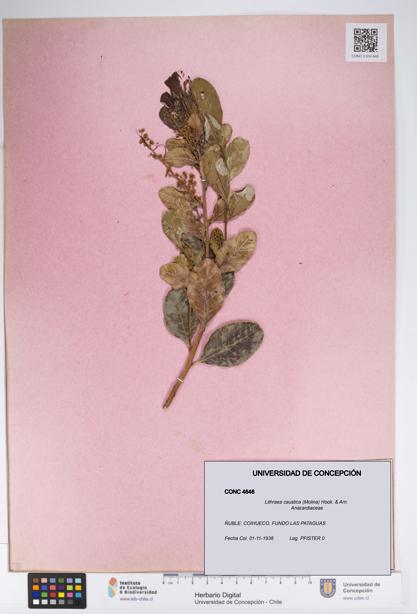 Lithraea caustica [Espécimen: UDEC:CONC:0004646]