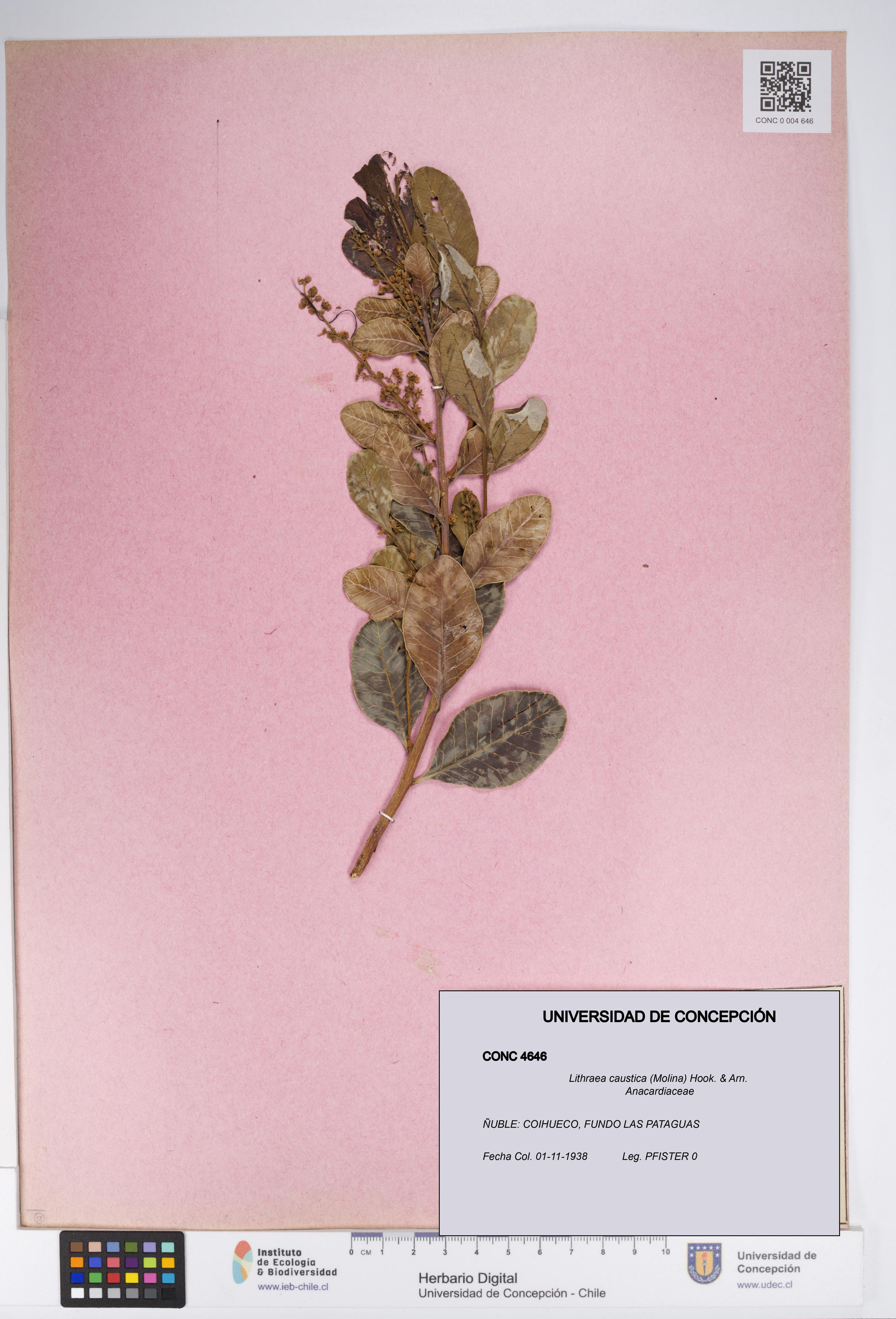 Lithraea caustica [Espécimen: UDEC:CONC:0004646]